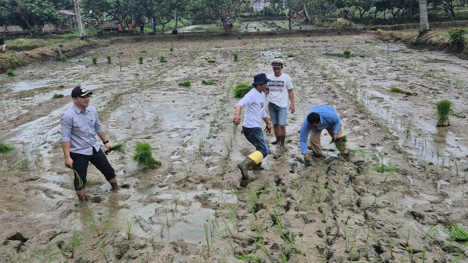 Pemkot Kendari Sulap Lahan Kosong Jadi Kawasan Pertanian, Dukung Ketahanan Pangan Melalui Penanaman Padi Inpari 2