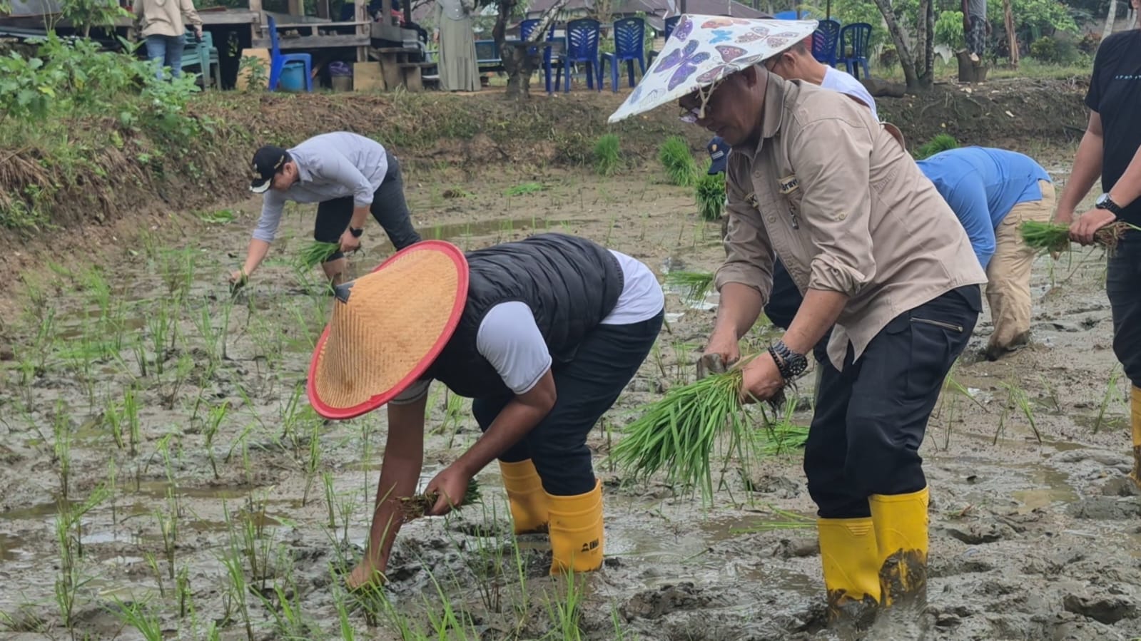 Pemkot Kendari Sulap Lahan Kosong Jadi Kawasan Pertanian, Dukung Ketahanan Pangan Melalui Penanaman Padi Inpari 3